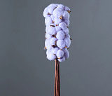 Сухоцвет Хлопок лавандовый, 10 шт (арт.4630270024152)