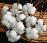 Сухоцвет Хлопок белый, 10 шт (арт.4630615503014)